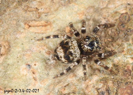 Sitticus penicillatus 