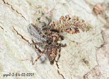 Burmatus pococki