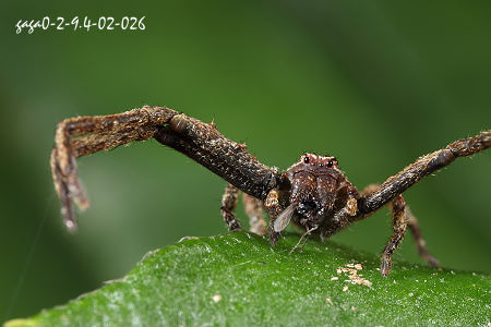 Angaeus rhombifer