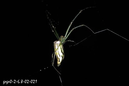  Leucauge tanikawai  