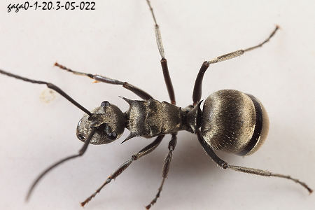 ԦhƤs Polyrhachis latona 