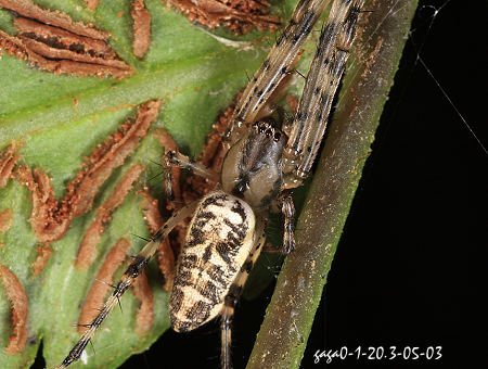 Tylorida ventralis