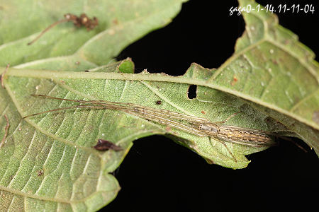 Tetragnatha mandibulata 