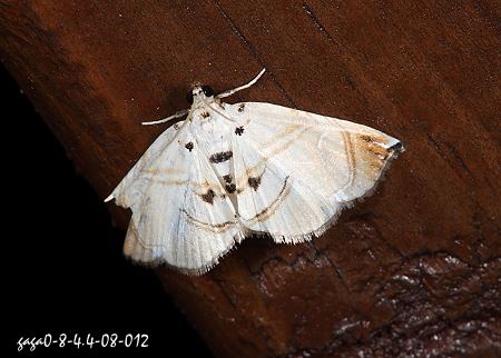 Trichophysetis hampsoni 