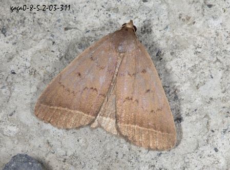 Simplicia xanthoma 