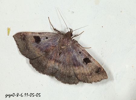 Žn Mosopia  sp.   