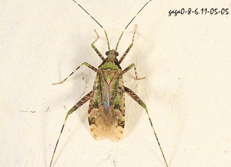 植盲椿象 Phytocoris sp. 