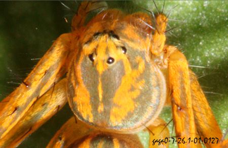 Hamataliwa sp. 