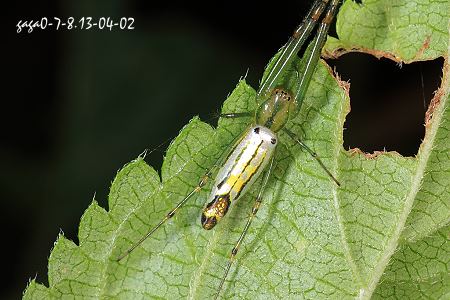  Leucauge tanikawai  