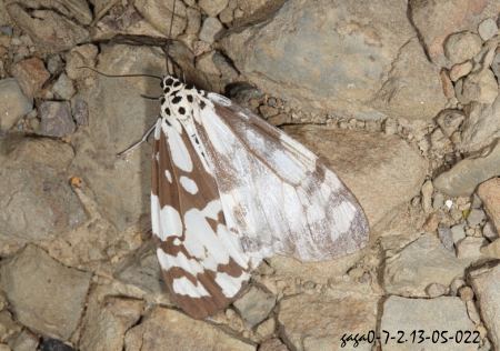  Utetheisa inconstans