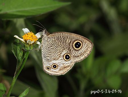 Ypthima akragas