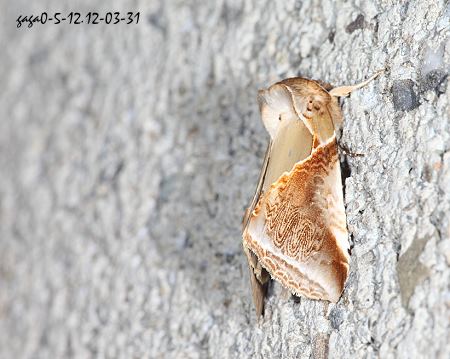Habrosyne fraterna chekiangensis 