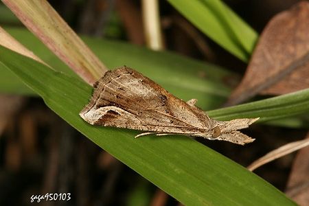 Hypena nepa