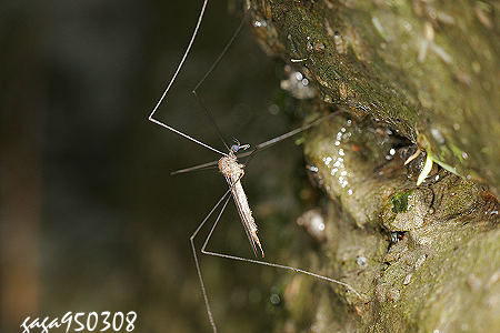 hjA Helius  sp.     