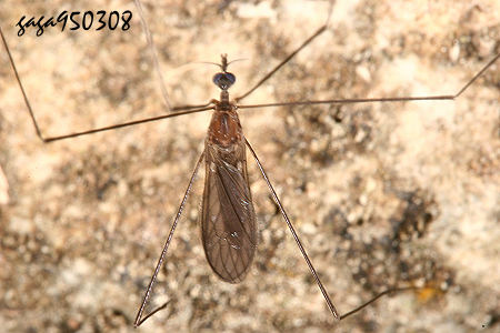 hjA Helius  sp.     