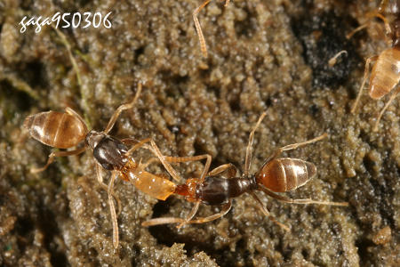 W[ Tapinoma sp.