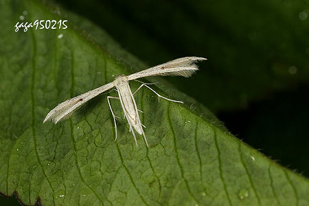 Adaina microdactyla