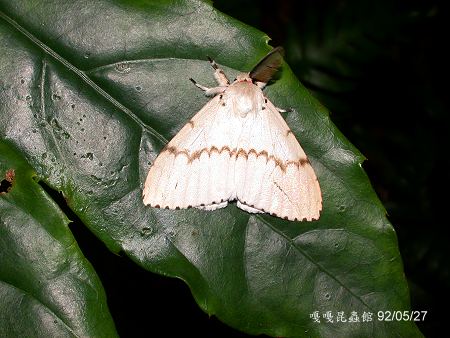 rLymantria xylina 