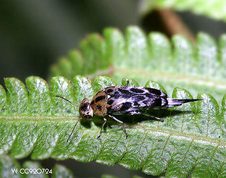  Glipa malaccana malaccana 