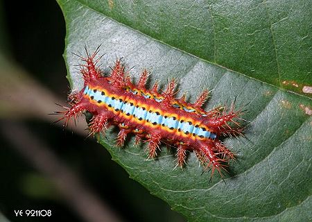 Setora sinensis