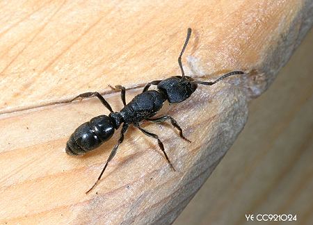 Ectomomyrmex javanus 