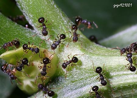 Pristomyrmex pungens