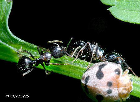 Polyrhachis debilis