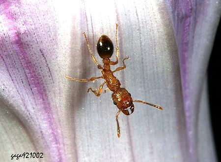 Tetramorium bicarinatum 