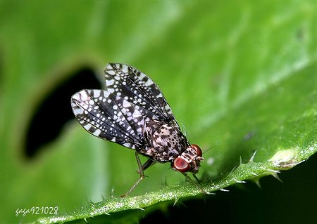 文彩縞蠅 Homoneura picta