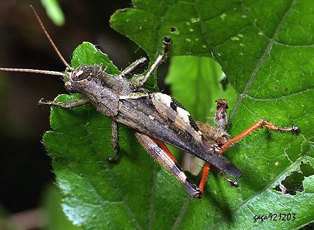 uL Xenocatantops brachycerus