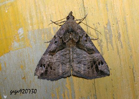 Hypena tenebralis 