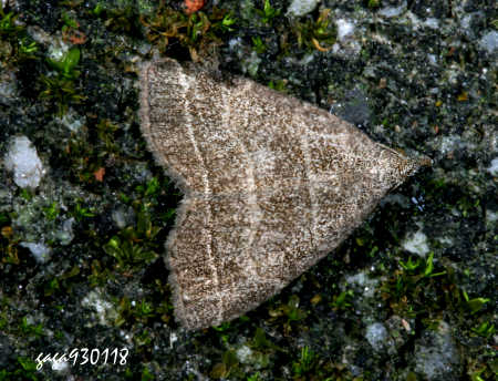 Herminia annulata