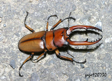 Prosopocoilus astacoides blanchardi 