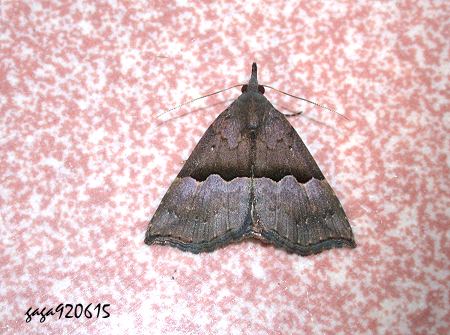 Hypena sinuosa 