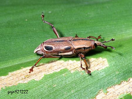  Sphenocorynes kosempoensis 