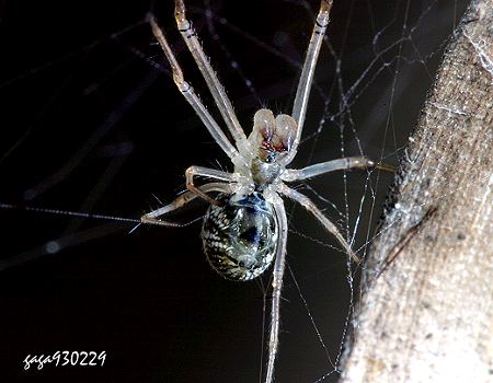 Tylorida striata  
