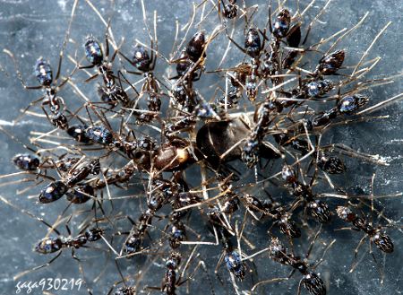 Paratrechina longicornis
