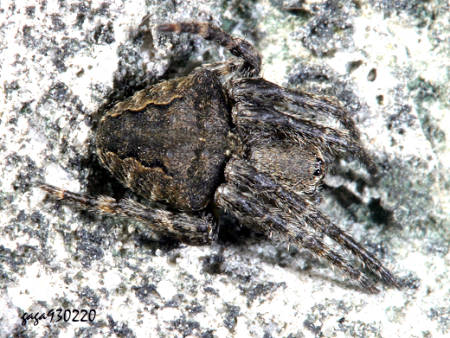 Araneus ventricosus