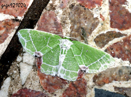 Protuliocnemis castalaria 