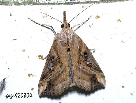  ;wŽ] Hypena laceratalis