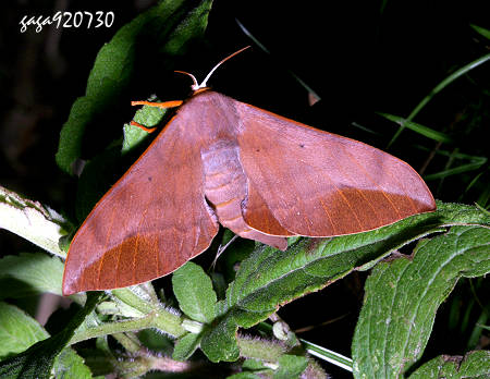 Comparmustilia gerontica