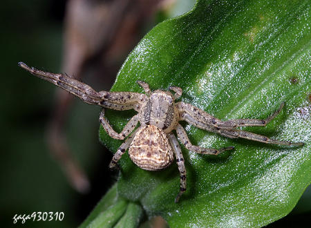 Xysticus croceus 