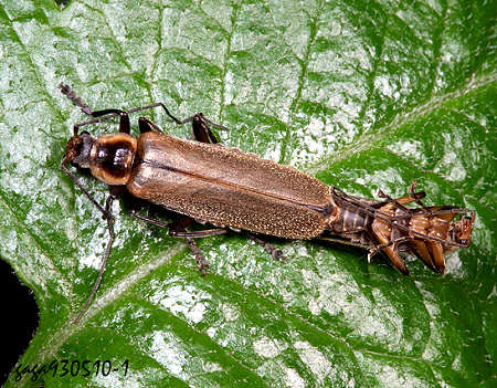 Prothemus  sp. 