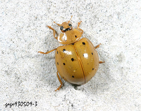 Harmonia sedecimnotata