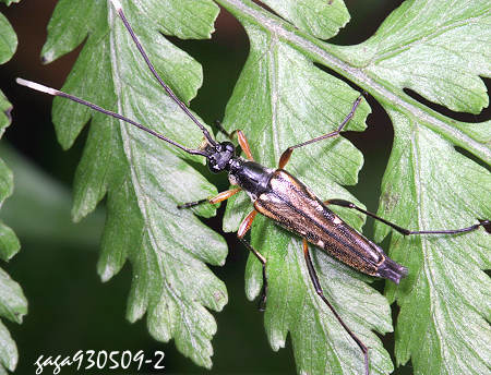 Parastrangalis subapicalis