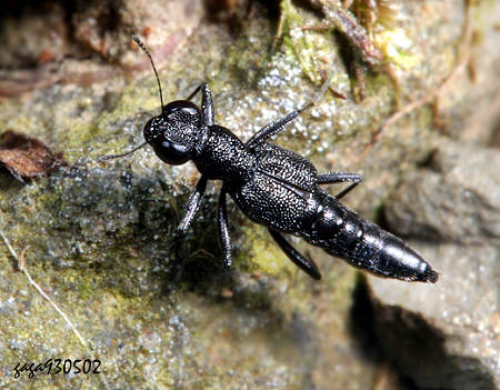 突眼隱翅蟲Stenus sp. 