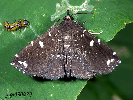 Adrapsa simplex 