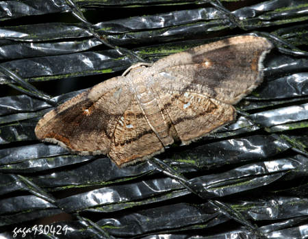 WtChundana emarginata 