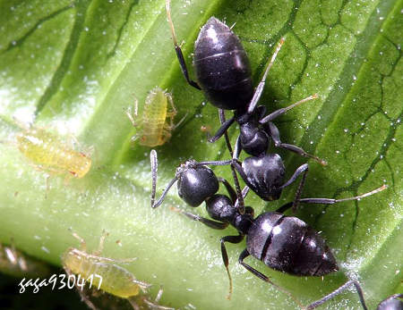 Technomyrmex albipes 