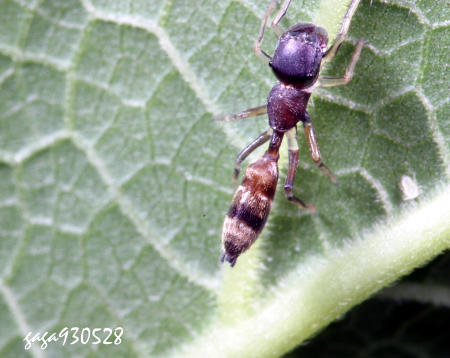 長腹蟻蛛 Myrmarachne exilisata